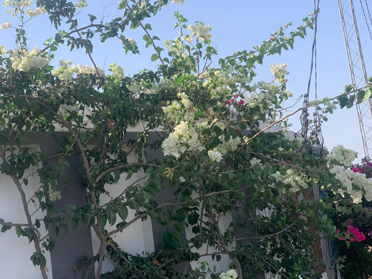 Résidence des Oliviers Yasmine Hammamet Exterior foto